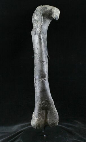 Excellent Allosaurus Femur From Colorado - With Stand #26475
